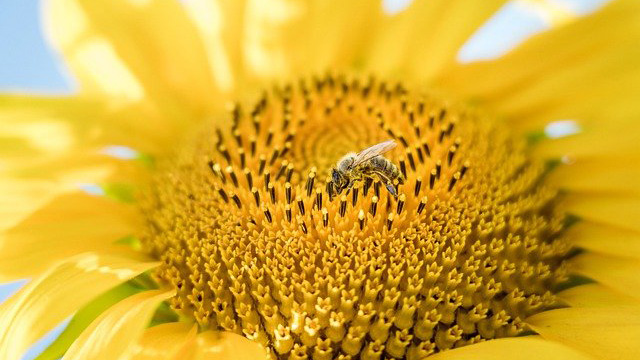 bee on a sunflower